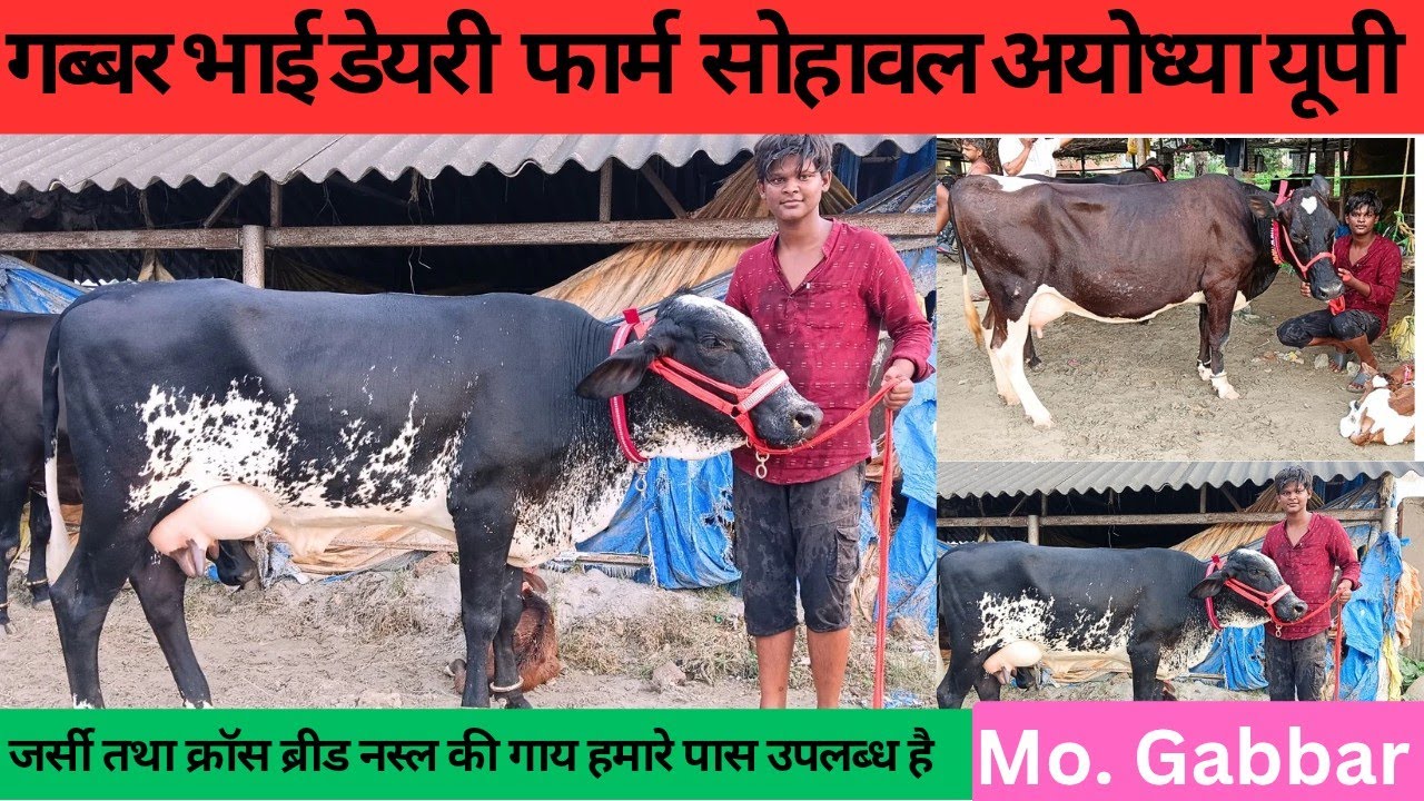 गिरलैंडो तथा क्रॉस ब्रीड नस्ल की गाय लेने के लिए संपर्क करें,गब्बर डेयरी फार्म सोहावल अयोध्या यूपी ।