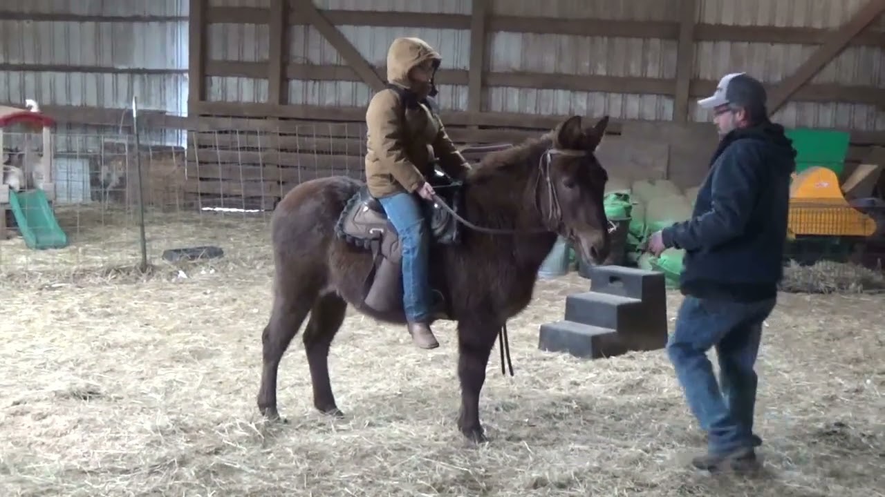 ***sold Mabel- Cute Gentle molly mule