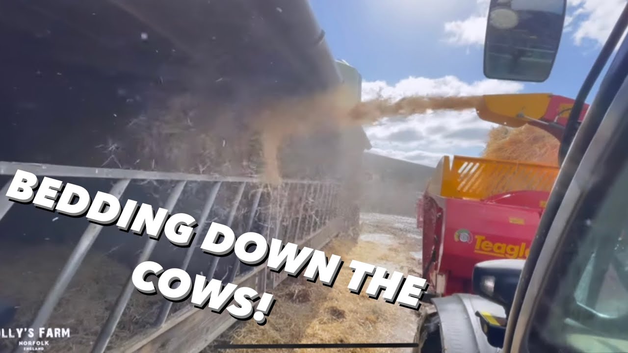 BEDDING DOWN COWS THE EASY WAY! FEEDING SILAGE BY HAND vs MACHINE!