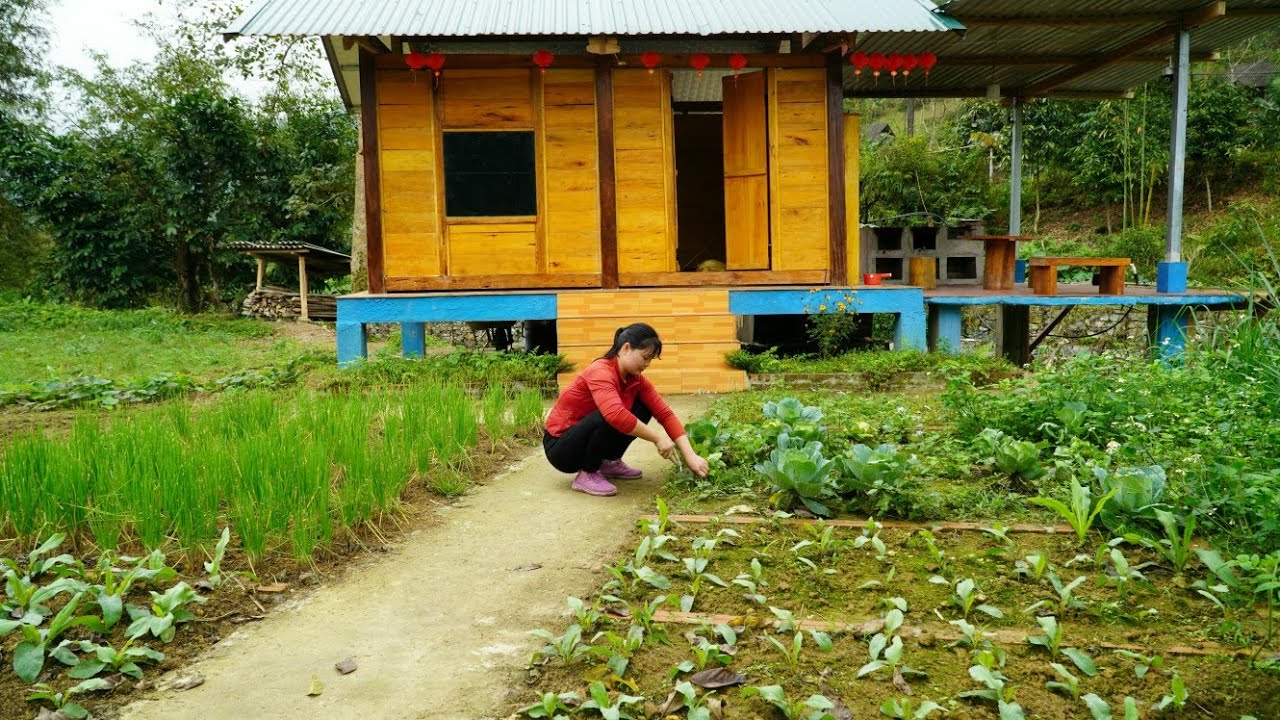 Harvesting fresh bamboo shoots in the forest - bringing them to the market to sell, gardening.