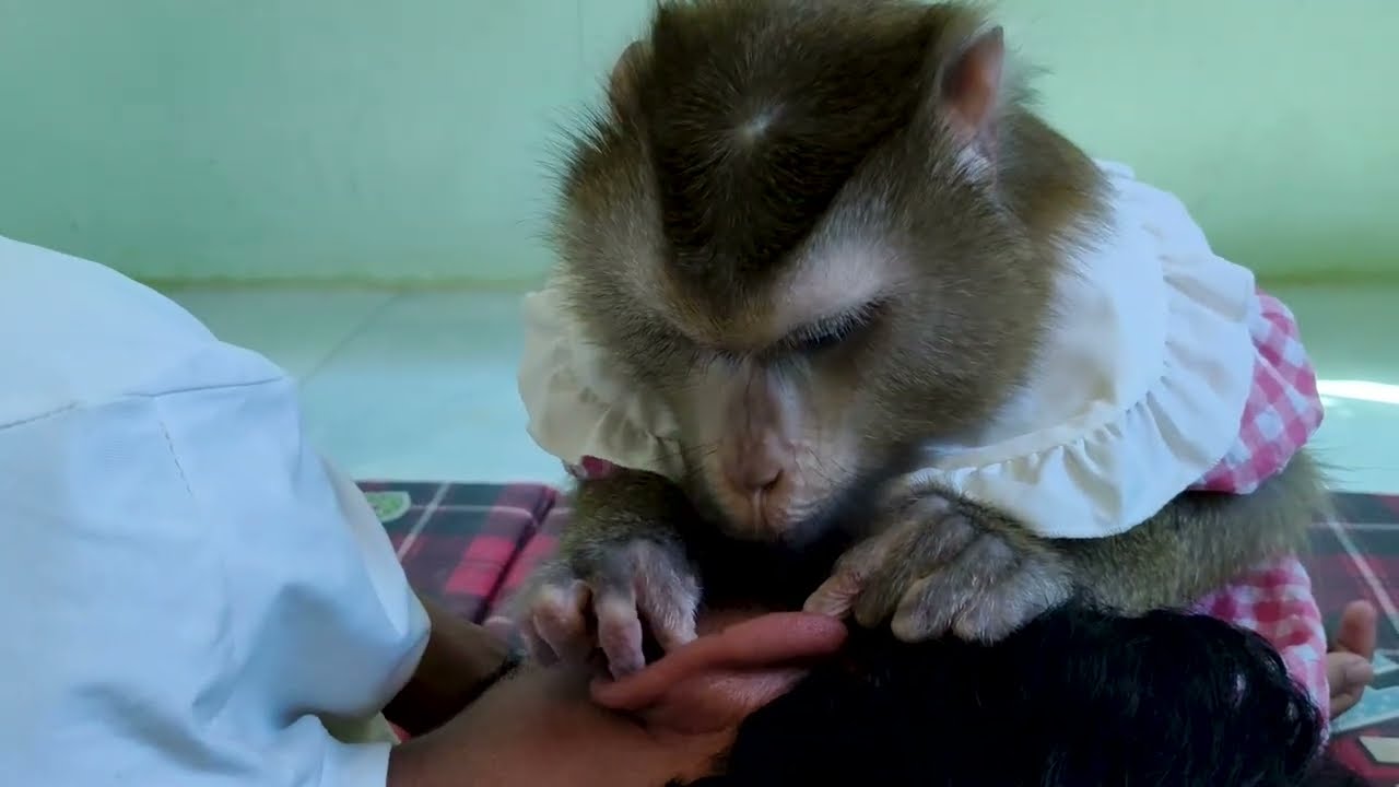 Dr. LYLY Soft Grooming On Ear Spa