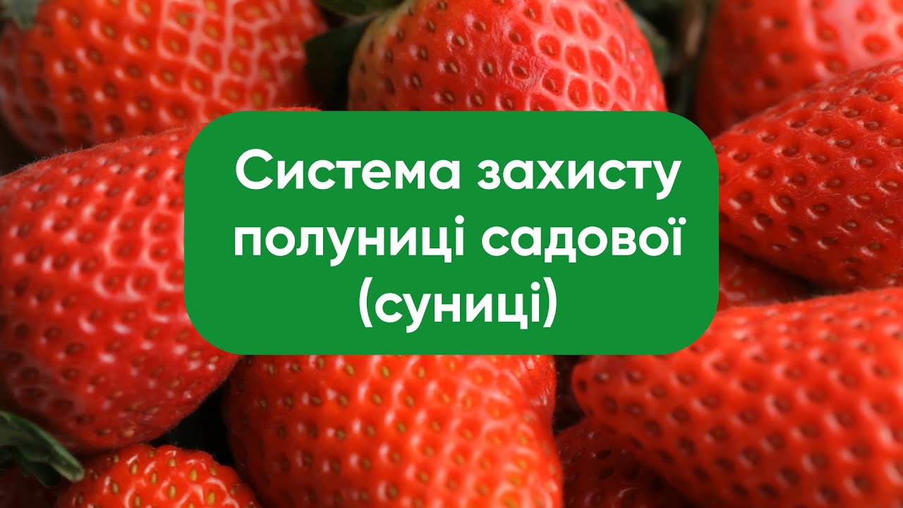 Система захисту полуниці садової (суниці)