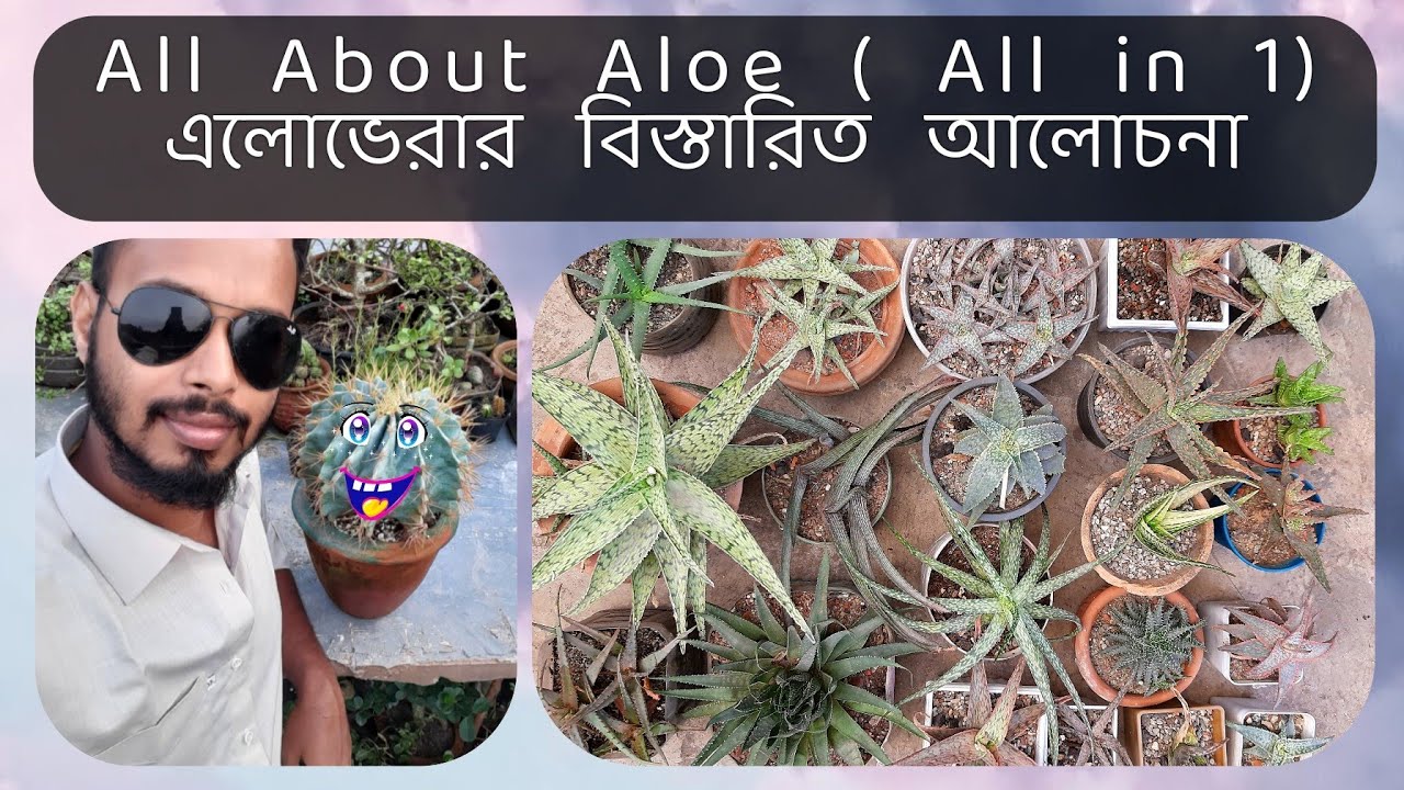 All about Aloe | Care and Treatment (এলোর নানা ভ্যারাইটির আলোচনা) Asifthecactoboy, Bangladesh