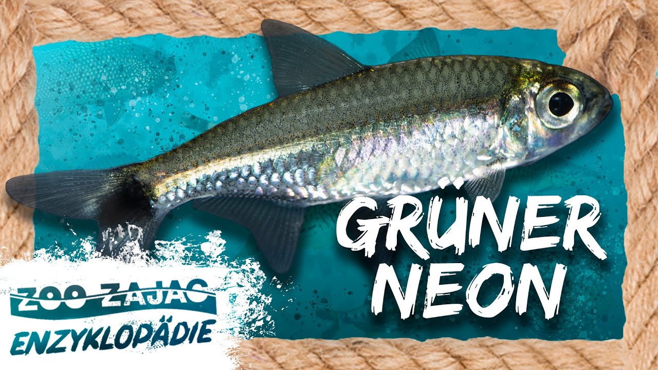 GRÜNER NEONSALMLER | FISCHENZYKLOPÄDIE | Zoo Zajac