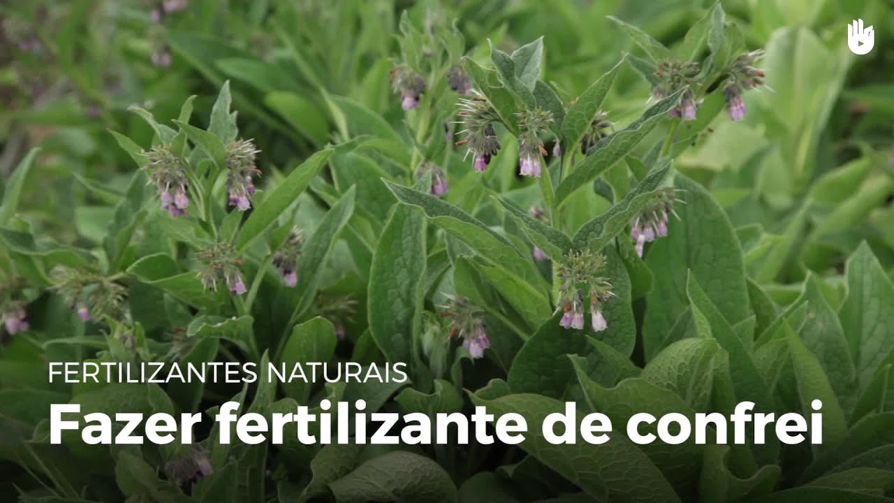 Fertilizante de confrei | Fertilizantes naturais