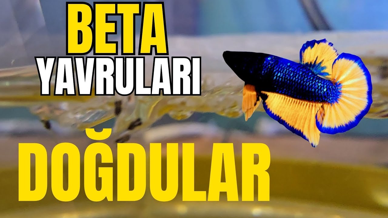 BETA YUMURTALARI ÇATLADI! Yavrular Görüldü 🐣✨