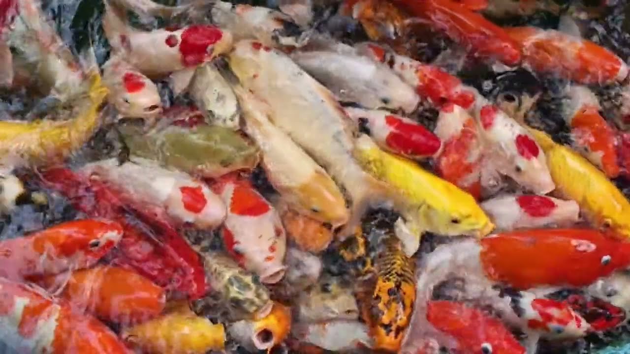 Peaceful Koi Pond Relaxation – Calm Instrumental Music for Stress Relief, Study & Sleep