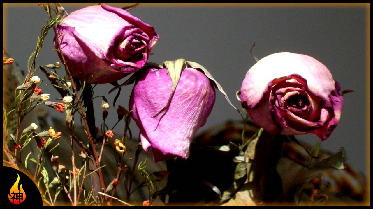 1 Hour Somber Piano Music | Wilting | Sad, Melancholy, Emotional