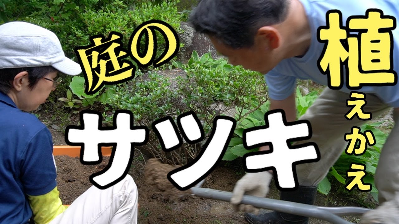 サツキ（地植え）を株分けして植え替え 二人で苦戦しながら1時間の共同作業でした
