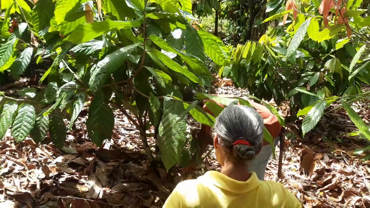 Zé Antônio, pesquisador, professor e produtor de cacau esse sabe... dia de campo