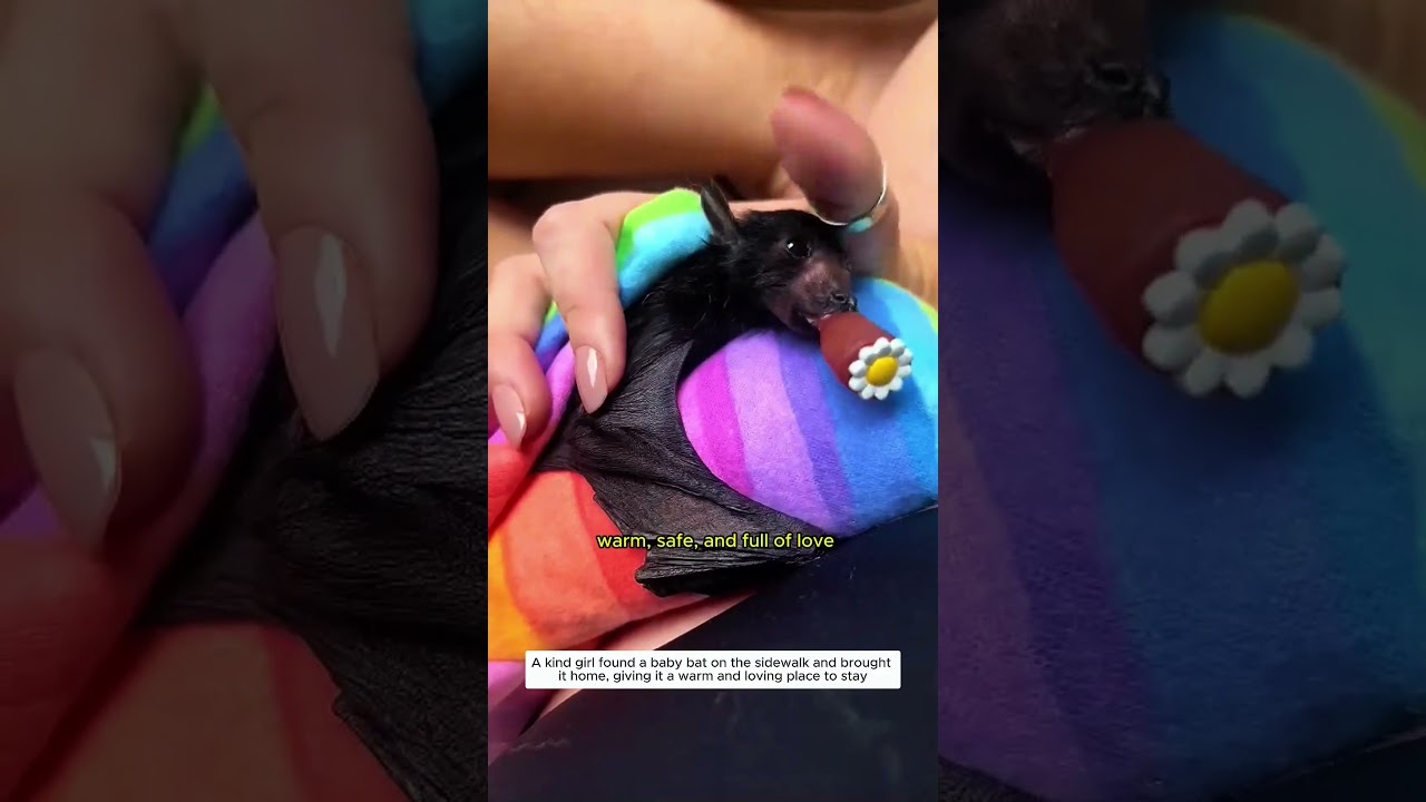 Rescuing an orphaned bat #bats #wildliferescue #shorts #rescue #animals #lovestory #heartwarming