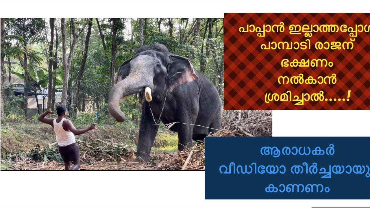 Pampady Rajan പാപ്പാൻഅടുത്ത് ഇല്ലാത്തപ്പോൾ ഭക്ഷണം കൊടുത്താൽ ?#keralaelephant#keralatourism#nattana#