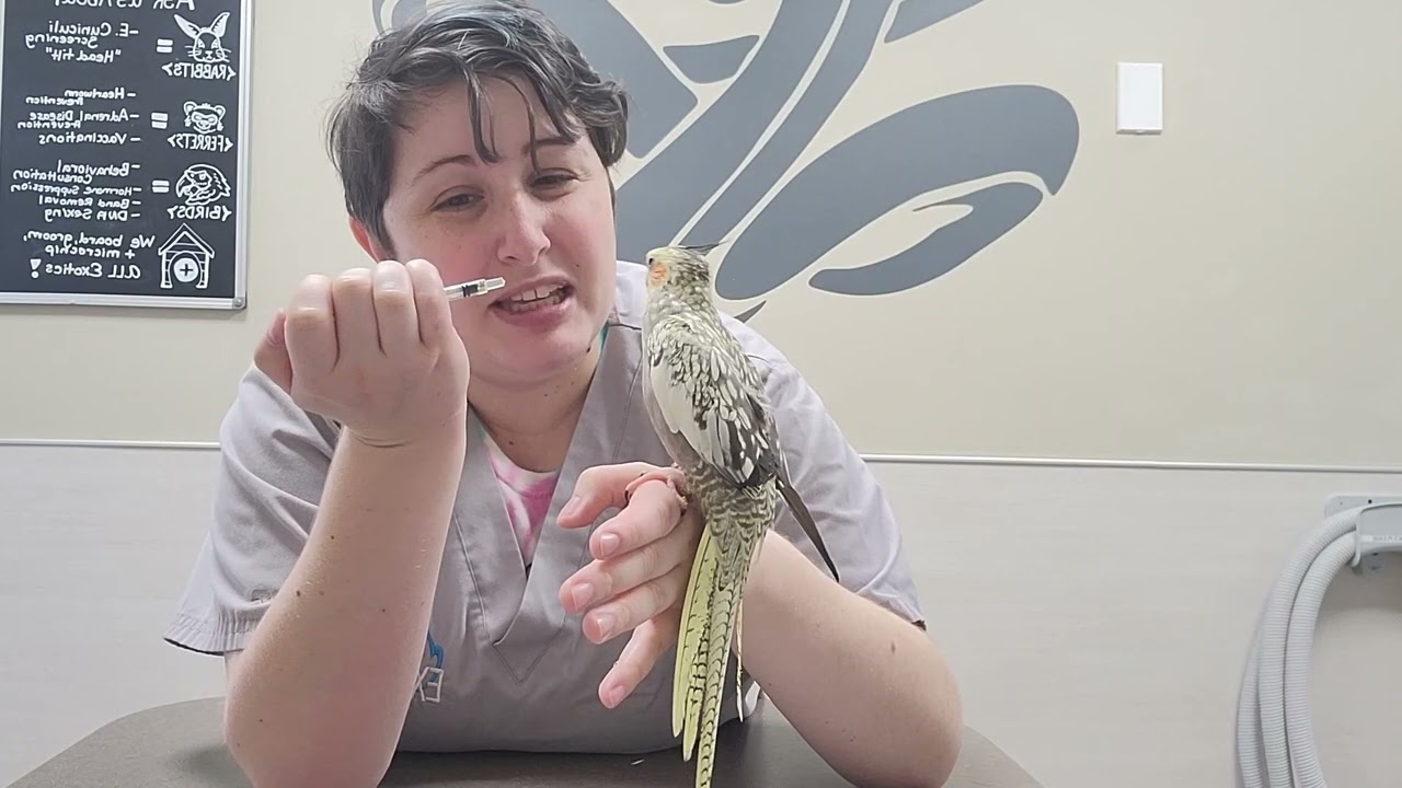 Pet Care Basics:  Oral Medications for Small Birds
