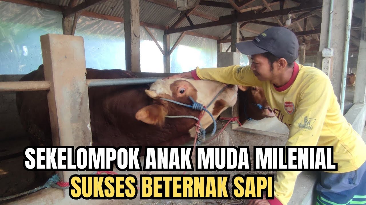 SEKELOMPOK ANAK MUDA SUKSES TERNAK SAPI DI LERENG MERAPI
