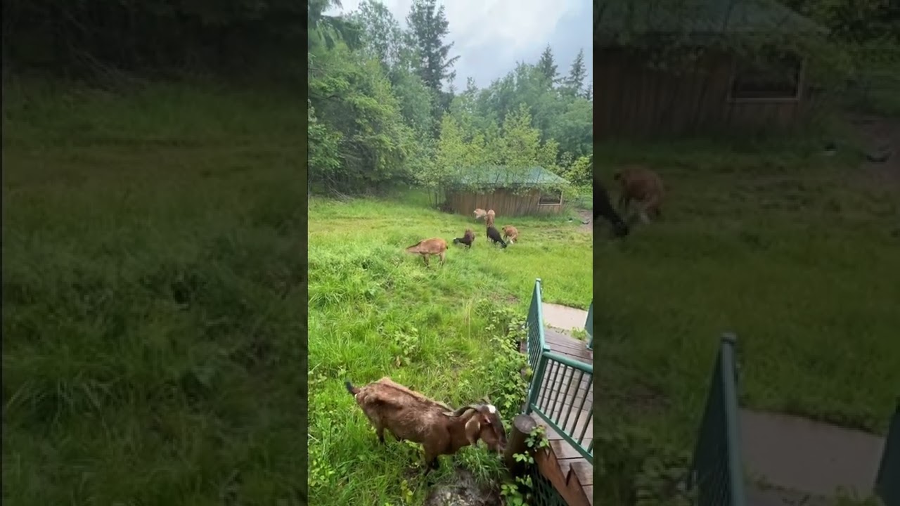 Goats in motion.  Timelapse.