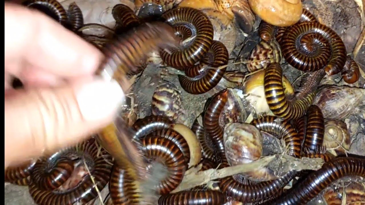 t night snails and other millipedes come out to hunt for food#millipedes# snails#