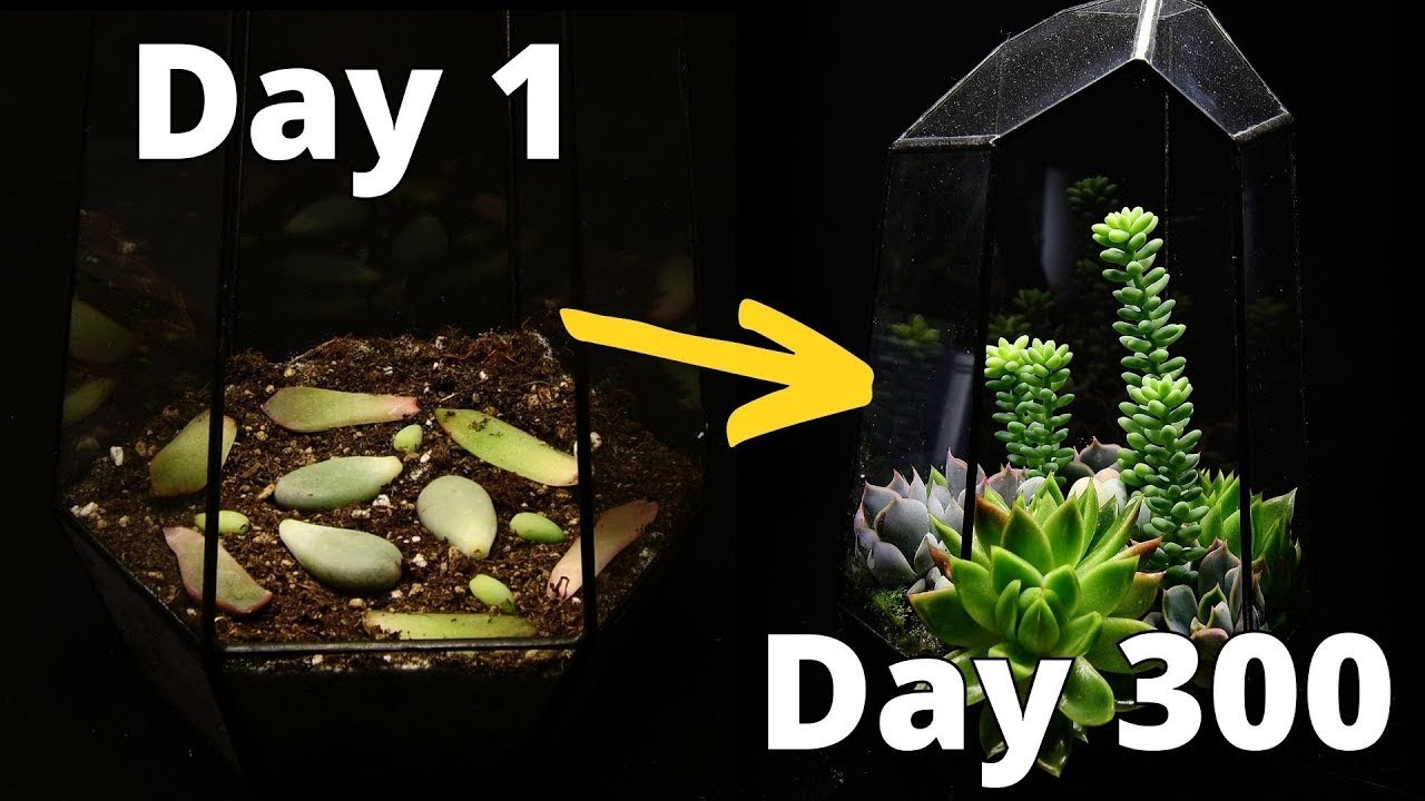 The MOST Satisfying Plant Time Lapse EVER - Succulent Terrarium