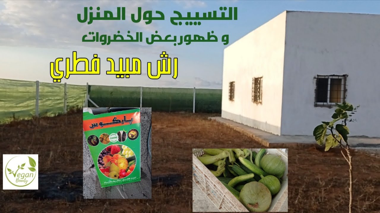 إنتبهو الماء ممكن يقتل الأشجار ⛔⛔⛔⛔⛔ غراسة شجيرات جديدة و تسييج محيط المنزل  واشياء أخرى