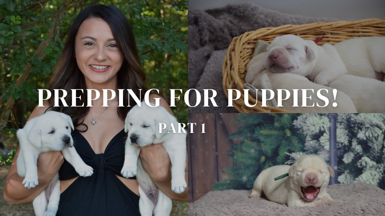 Prepping For Puppies!!   |  Whelping Box Prep