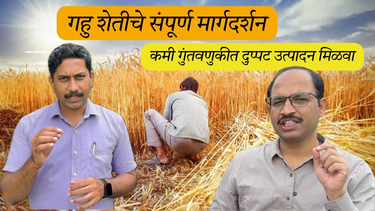 गहु शेतीचे संपूर्ण मार्गदर्शन | कमी गुंतवणुकीत दुप्पट उत्पादन मिळवा #wheat #farming #farmer