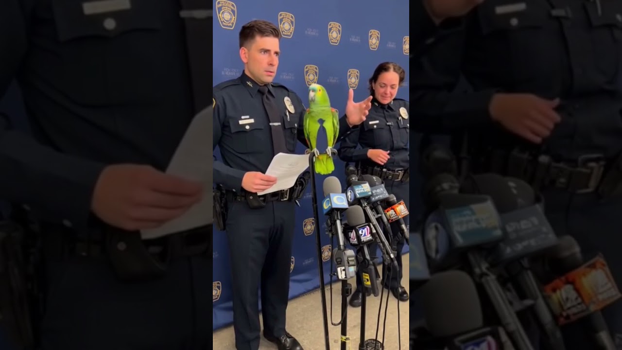 The Ultimate Roast Compilation Smart Parrot Vs Cop #funny #talkingparot #viral #nonstoptalkingparrot