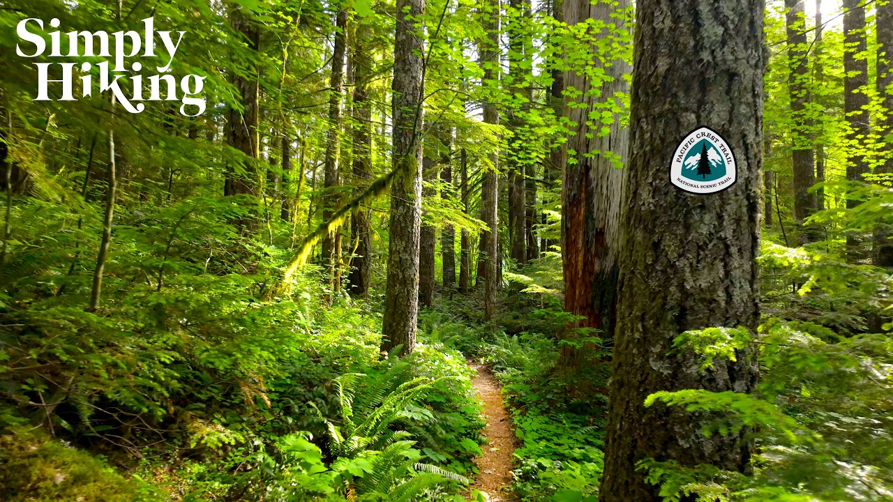 21 Minutes Hiking the Pacific Crest Trail | 4K Nature Ambience for Treadmill