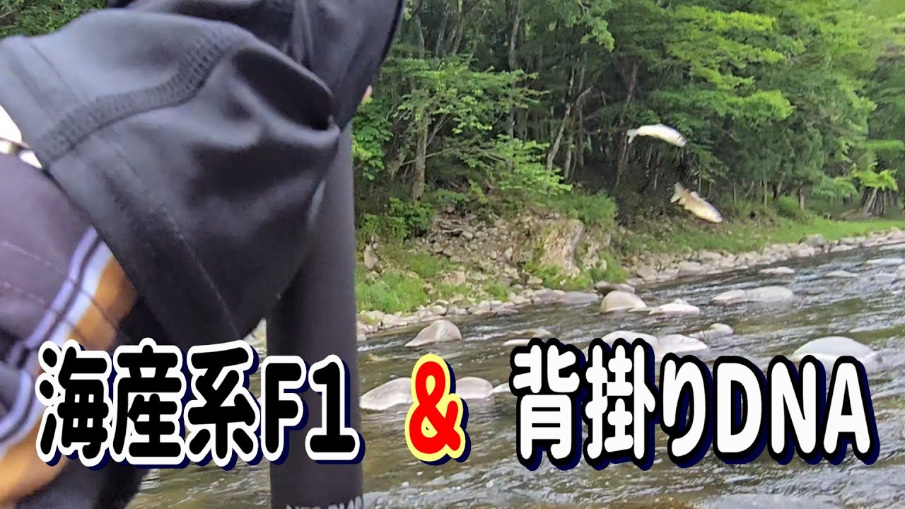 【アブラビレ釣法】解禁２日目の激シブを・・・