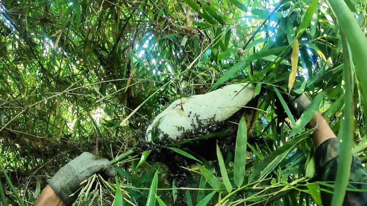 săn tìm ong ruồi gặp được những tổ ong siêu to 