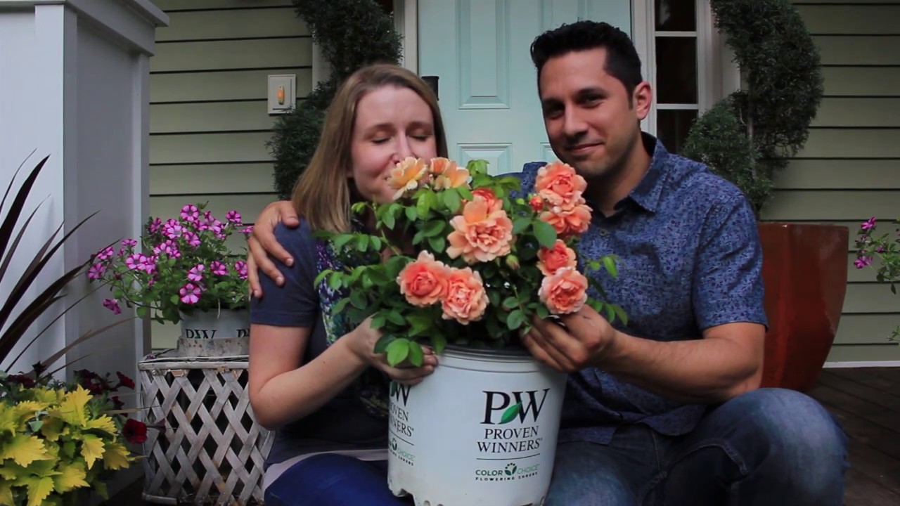 Johnson Nursery Presents: The At Last&reg; Rose