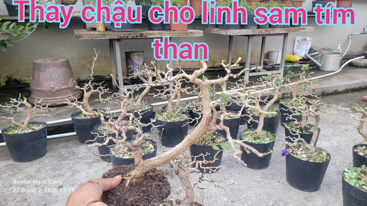 23/02/2026Thay chất trồng cho cây linhsam tím than #bonsai #dángvănnhân #bonsai Việt Nam 