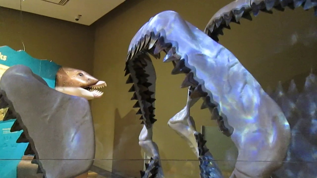 Megalodon Exhibit at Sam Noble Museum