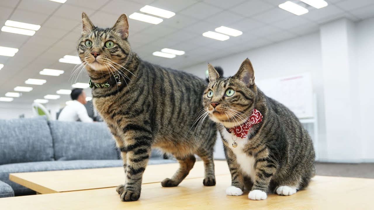 【元捨て猫兄妹が暮らす会社での一日】第1話 / 吾輩はくらしのマーケットのオフィス猫である。