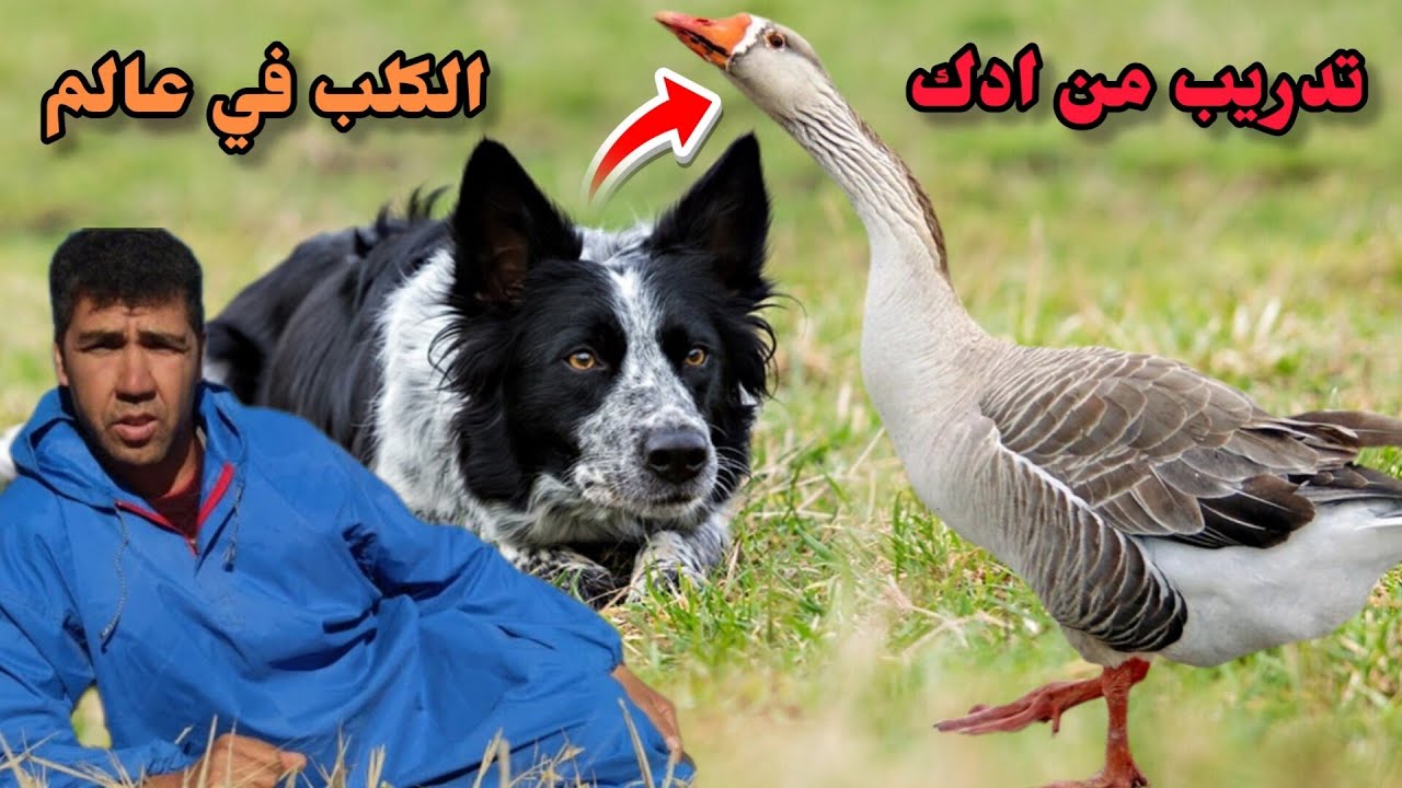 المرحله الاولى: تدريب الكلب على البط