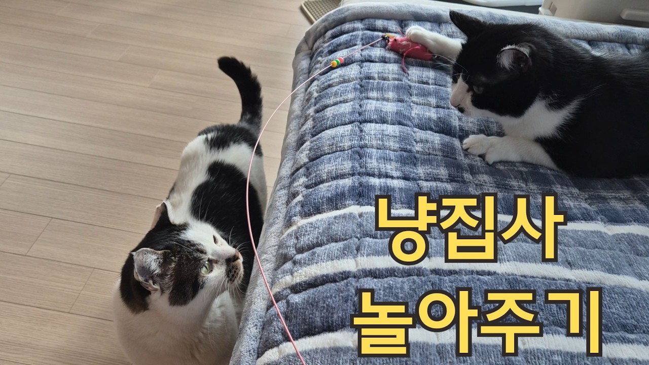 심심한 집사와 귀찮은 고양이둘
