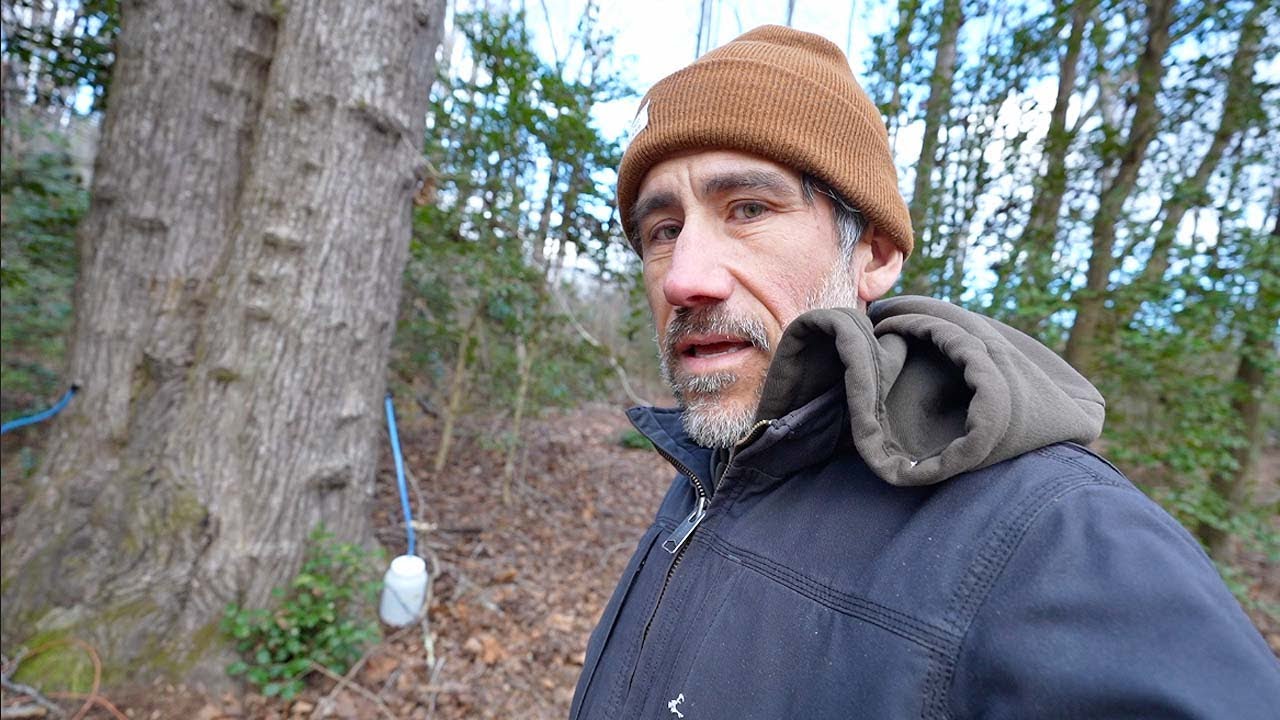 Can You Tap Maple Trees for Syrup in North Carolina