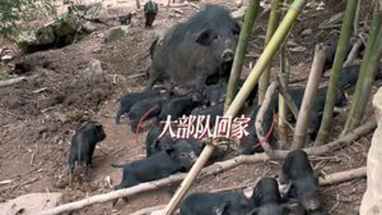 鹅尔豁，通过今天，大家就明白我家母猪有多善解人意了&hellip;&hellip; #跑山猪原生态 #自繁自养 #我的农场生活 #农场日记 #乡村创业故事