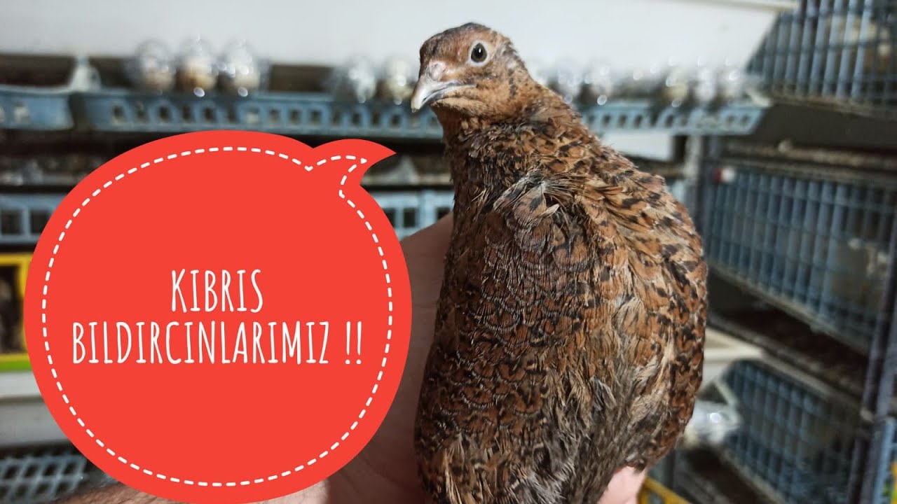 KIBRIS BILDIRCINI !!!!!!!!!