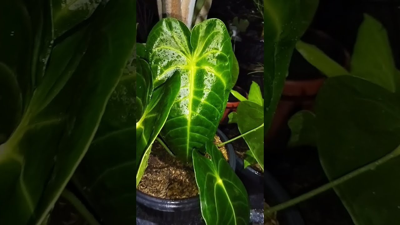 WOW.. MASIH MAHAL - RARE ITEM || ANTHURIUM