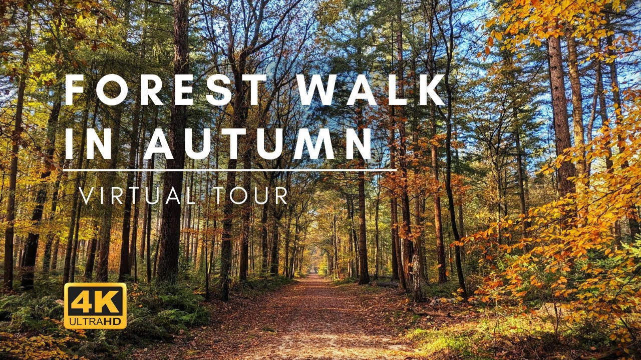 4k Virtual autumn forest walk (Veluwe, Netherlands). Filmed with my  DJI Osmo Pocket 3. ASMR/ Relax!