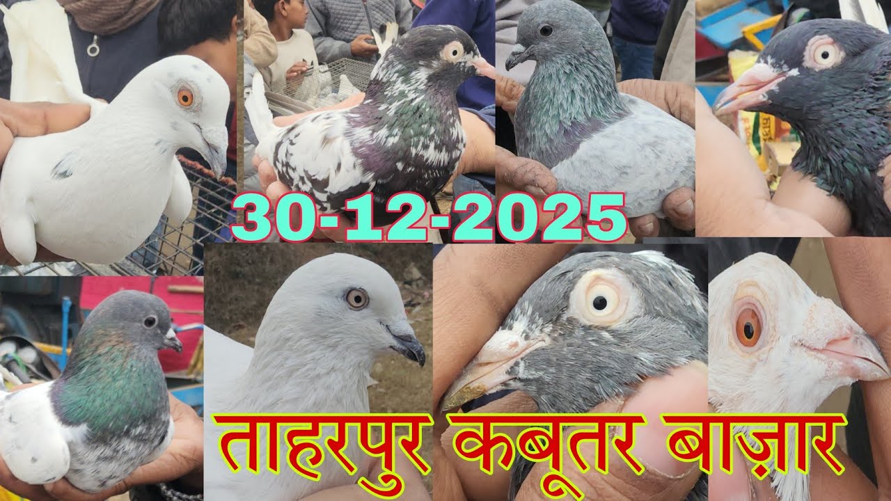 Taharpur kabootar market 30-12-2025. ताहरपुर कबूतर मण्डी जिला मुरादाबाद। साल की आखिरी मण्डी।