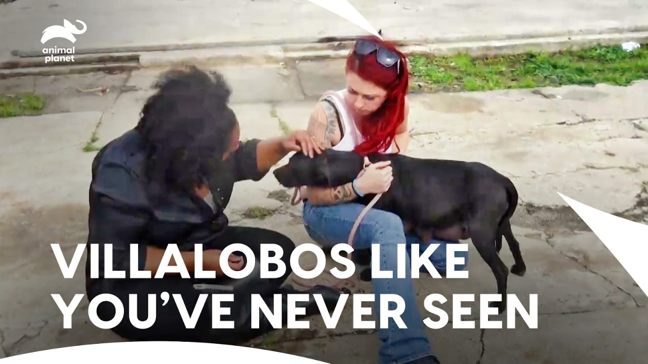Pit Bulls & Parolees Aww Moments Will Melt Your Heart❤️| Pit Bulls & Parolees S4 E16 | Animal Planet