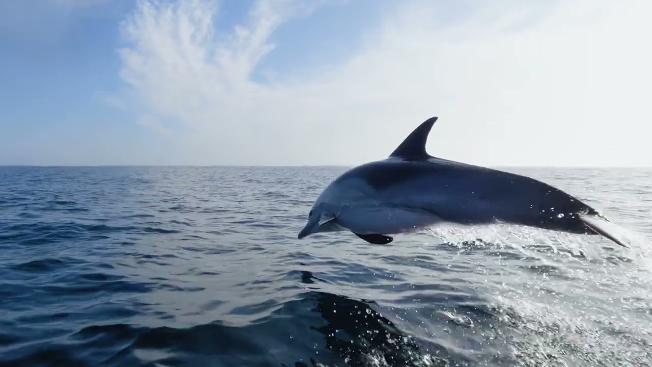 Dolphins Filmed in Slow Motion Off San Diego Coastline - Pure Serenity