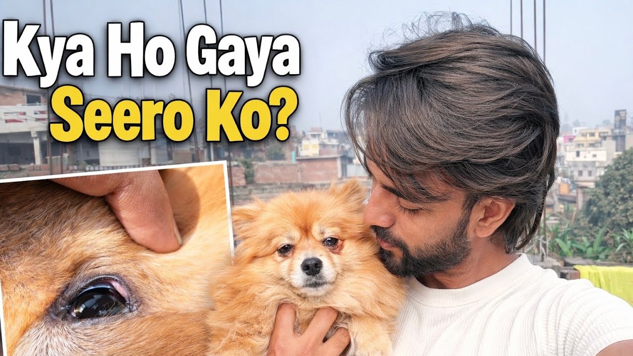 Kya Ho Gaya Seero Ko? 😢🐶