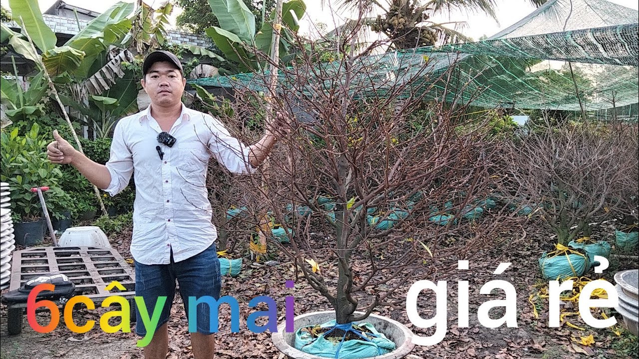 Mai vàng chợ lách, giao lưu mai vàng giá rẻ lh0382626195 Zalo  cây mai giá rẻ bao ship