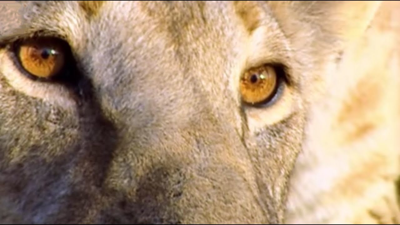 Lions Through a Lens: Sophie Darlington | Meet My Planet | BBC Earth Unplugged