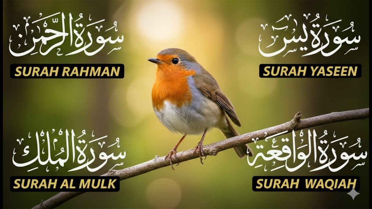 Most Powerful 4 Surahs of Quran | Surah Rahman, Yaseen, Mulk & Waqiah #quran #quranrecitation