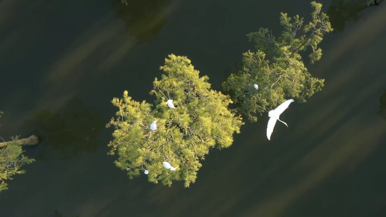 China's progress in wetland protection showcased in exhibition in Wuhan