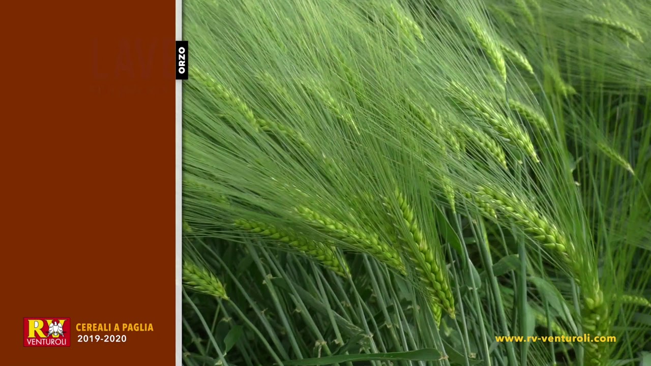 CEREALI A PAGLIA 2019 2020