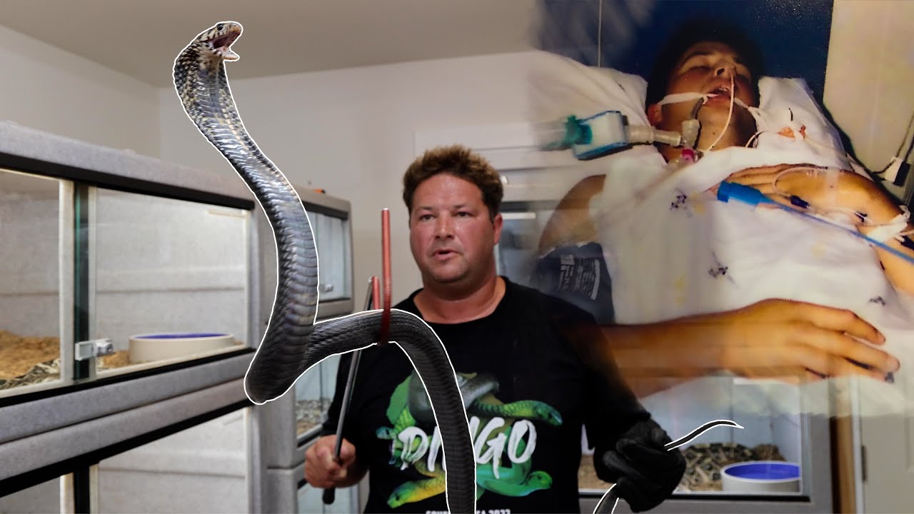 Самая опасная КОБРА в мире! Моя змея чуть не убила ДИНГО!