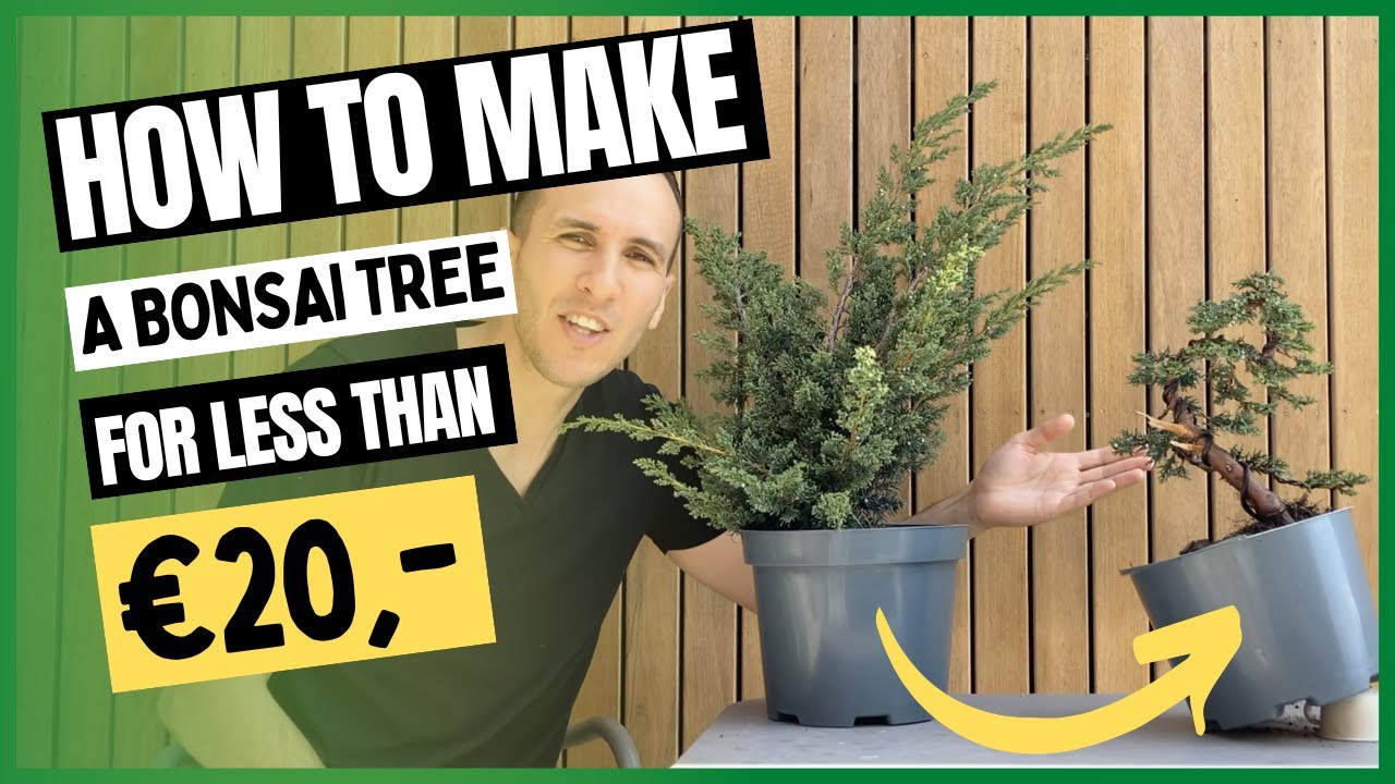 How to make a Bonsai Tree for Less than 20 Euro